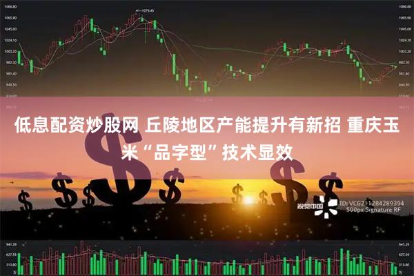 低息配资炒股网 丘陵地区产能提升有新招 重庆玉米“品字型”技术显效